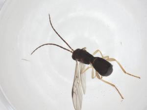  ( - CBG-A61394-A05)  @11 [ ] CreativeCommons - Attribution Share - Alike (2025) Centre for Biodiversity Genomics Centre for Biodiversity Genomics