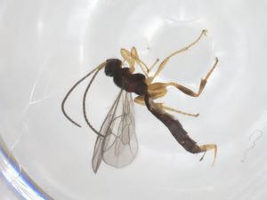  ( - CBG-A61394-G09)  @11 [ ] CreativeCommons - Attribution Share - Alike (2025) Centre for Biodiversity Genomics Centre for Biodiversity Genomics