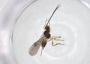  ( - CBG-A61402-D06)  @11 [ ] CreativeCommons - Attribution Share - Alike (2025) Centre for Biodiversity Genomics Centre for Biodiversity Genomics