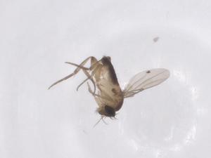  ( - CBG-A61403-B05)  @11 [ ] CreativeCommons - Attribution Share - Alike (2025) Centre for Biodiversity Genomics Centre for Biodiversity Genomics