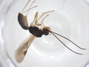  ( - CBG-A61417-E11)  @11 [ ] CreativeCommons - Attribution Share - Alike (2025) Centre for Biodiversity Genomics Centre for Biodiversity Genomics