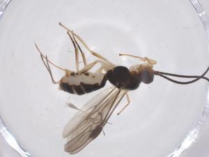  ( - CBG-A61421-F10)  @11 [ ] CreativeCommons - Attribution Share - Alike (2025) Centre for Biodiversity Genomics Centre for Biodiversity Genomics