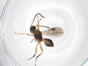  ( - CBG-A61426-H04)  @11 [ ] CreativeCommons - Attribution Share - Alike (2025) Centre for Biodiversity Genomics Centre for Biodiversity Genomics