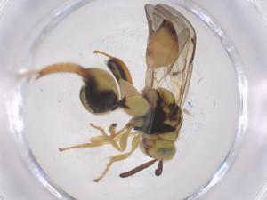  (chalMalaise01 Malaise6860 - CBG-A61440-E03)  @11 [ ] CreativeCommons - Attribution Share - Alike (2025) Centre for Biodiversity Genomics Centre for Biodiversity Genomics