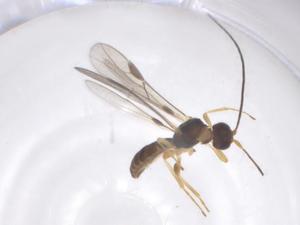  (Heterospilus Malaise6194 - CBG-A61453-A08)  @11 [ ] CreativeCommons - Attribution Share - Alike (2025) Centre for Biodiversity Genomics Centre for Biodiversity Genomics