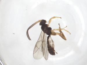  ( - CBG-A61454-H01)  @11 [ ] CreativeCommons - Attribution Share - Alike (2025) Centre for Biodiversity Genomics Centre for Biodiversity Genomics