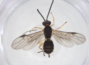  ( - CBG-A61455-F11)  @11 [ ] CreativeCommons - Attribution Share - Alike (2025) Centre for Biodiversity Genomics Centre for Biodiversity Genomics