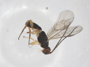  ( - CBG-A61475-B06)  @11 [ ] CreativeCommons - Attribution Share - Alike (2025) Centre for Biodiversity Genomics Centre for Biodiversity Genomics