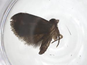  ( - CBG-A61475-H01)  @11 [ ] CreativeCommons - Attribution Share - Alike (2025) Centre for Biodiversity Genomics Centre for Biodiversity Genomics
