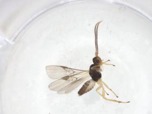  (Mirax Malaise1715 - CBG-A61482-A01)  @11 [ ] CreativeCommons - Attribution Share - Alike (2025) Centre for Biodiversity Genomics Centre for Biodiversity Genomics