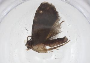  (tortmalaise01 Malaise6280 - CBG-A61488-D02)  @11 [ ] CreativeCommons - Attribution Share - Alike (2025) Centre for Biodiversity Genomics Centre for Biodiversity Genomics