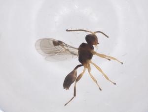  (Leiophron Malaise7759 - CBG-A61579-C10)  @11 [ ] CreativeCommons - Attribution Share - Alike (2025) Centre for Biodiversity Genomics Centre for Biodiversity Genomics