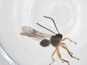  ( - CBG-A61580-E07)  @11 [ ] CreativeCommons - Attribution Share - Alike (2025) Centre for Biodiversity Genomics Centre for Biodiversity Genomics