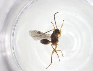  ( - CBG-A61580-H03)  @11 [ ] CreativeCommons - Attribution Share - Alike (2025) Centre for Biodiversity Genomics Centre for Biodiversity Genomics