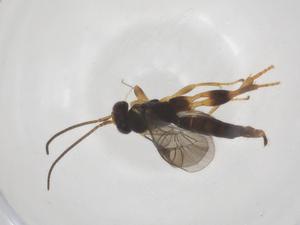  ( - CBG-A61581-B07)  @11 [ ] CreativeCommons - Attribution Share - Alike (2025) Centre for Biodiversity Genomics Centre for Biodiversity Genomics