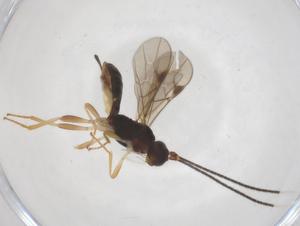  (Heterospilus Malaise1478 - CBG-A61581-C04)  @11 [ ] CreativeCommons - Attribution Share - Alike (2025) Centre for Biodiversity Genomics Centre for Biodiversity Genomics