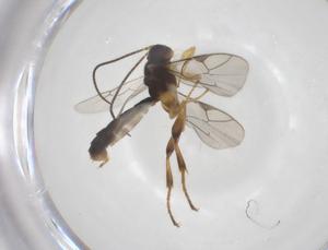  ( - CBG-A61581-F07)  @11 [ ] CreativeCommons - Attribution Share - Alike (2025) Centre for Biodiversity Genomics Centre for Biodiversity Genomics