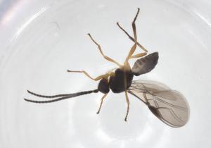  ( - CBG-A61597-B09)  @11 [ ] CreativeCommons - Attribution Share - Alike (2025) Centre for Biodiversity Genomics Centre for Biodiversity Genomics