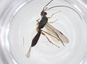  (Heterospilus Malaise7204 - CBG-A61597-F08)  @11 [ ] CreativeCommons - Attribution Share - Alike (2025) Centre for Biodiversity Genomics Centre for Biodiversity Genomics