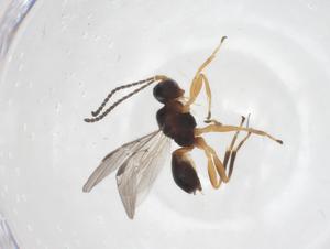  ( - CBG-A61597-G03)  @11 [ ] CreativeCommons - Attribution Share - Alike (2025) Centre for Biodiversity Genomics Centre for Biodiversity Genomics