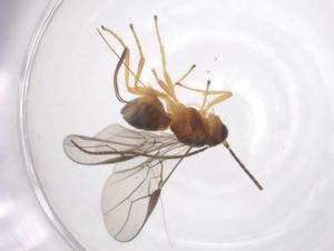  ( - CBG-A61601-H01)  @11 [ ] CreativeCommons - Attribution Share - Alike (2025) Centre for Biodiversity Genomics Centre for Biodiversity Genomics