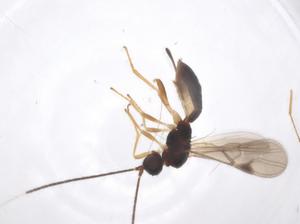  ( - CBG-A61604-F01)  @11 [ ] CreativeCommons - Attribution Share - Alike (2025) Centre for Biodiversity Genomics Centre for Biodiversity Genomics