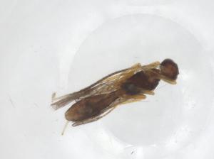  (Heterospilus Malaise8625 - CBG-A61623-G03)  @11 [ ] CreativeCommons - Attribution Share - Alike (2025) Centre for Biodiversity Genomics Centre for Biodiversity Genomics