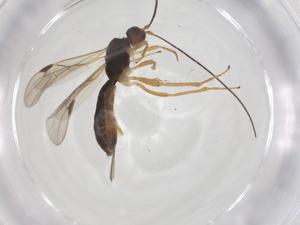  (Heterospilus Malaise1699 - CBG-A61625-D02)  @11 [ ] CreativeCommons - Attribution Share - Alike (2025) Centre for Biodiversity Genomics Centre for Biodiversity Genomics