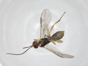  ( - CBG-A61626-F09)  @11 [ ] CreativeCommons - Attribution Share - Alike (2025) Centre for Biodiversity Genomics Centre for Biodiversity Genomics