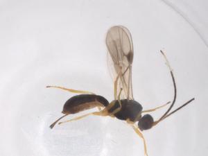  ( - CBG-A61627-A02)  @11 [ ] CreativeCommons - Attribution Share - Alike (2025) Centre for Biodiversity Genomics Centre for Biodiversity Genomics