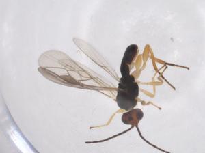  ( - CBG-A61627-D11)  @11 [ ] CreativeCommons - Attribution Share - Alike (2025) Centre for Biodiversity Genomics Centre for Biodiversity Genomics