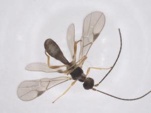  ( - CBG-A61627-E10)  @11 [ ] CreativeCommons - Attribution Share - Alike (2025) Centre for Biodiversity Genomics Centre for Biodiversity Genomics