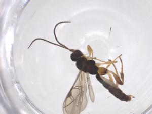  ( - CBG-A61627-G12)  @11 [ ] CreativeCommons - Attribution Share - Alike (2025) Centre for Biodiversity Genomics Centre for Biodiversity Genomics