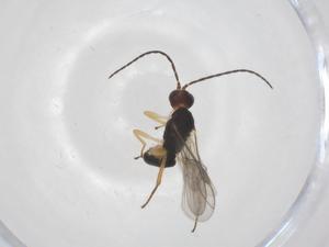  ( - CBG-A61628-D08)  @11 [ ] CreativeCommons - Attribution Share - Alike (2025) Centre for Biodiversity Genomics Centre for Biodiversity Genomics