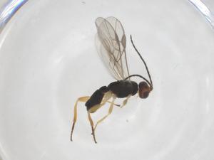  ( - CBG-A61628-G11)  @11 [ ] CreativeCommons - Attribution Share - Alike (2025) Centre for Biodiversity Genomics Centre for Biodiversity Genomics