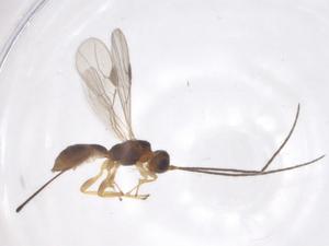  ( - CBG-A61630-H04)  @11 [ ] CreativeCommons - Attribution Share - Alike (2025) Centre for Biodiversity Genomics Centre for Biodiversity Genomics