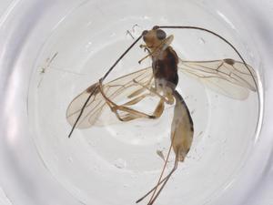  ( - CBG-A62271-D06)  @11 [ ] CreativeCommons - Attribution Share - Alike (2025) Centre for Biodiversity Genomics Centre for Biodiversity Genomics