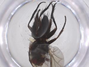  ( - CBG-A62272-D05)  @11 [ ] CreativeCommons - Attribution Share - Alike (2025) Centre for Biodiversity Genomics Centre for Biodiversity Genomics