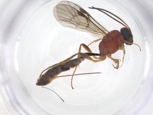  ( - CBG-A62279-C01)  @11 [ ] CreativeCommons - Attribution Share - Alike (2025) Centre for Biodiversity Genomics Centre for Biodiversity Genomics