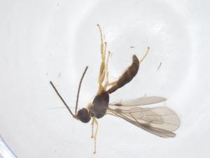  ( - CBG-A62279-E11)  @11 [ ] CreativeCommons - Attribution Share - Alike (2025) Centre for Biodiversity Genomics Centre for Biodiversity Genomics