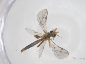  ( - CBG-A62333-F03)  @11 [ ] CreativeCommons - Attribution Share - Alike (2025) Centre for Biodiversity Genomics Centre for Biodiversity Genomics