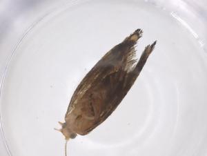  (tortmalaise01 Malaise5261 - CBG-A62341-H10)  @11 [ ] CreativeCommons - Attribution Share - Alike (2025) Centre for Biodiversity Genomics Centre for Biodiversity Genomics