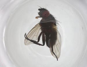  (Phytomyptera Janzen9402 - CBG-A62342-A05)  @11 [ ] CreativeCommons - Attribution Share - Alike (2025) Centre for Biodiversity Genomics Centre for Biodiversity Genomics