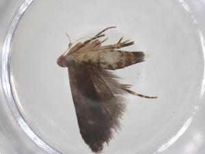  ( - CBG-A62342-E10)  @11 [ ] CreativeCommons - Attribution Share - Alike (2025) Centre for Biodiversity Genomics Centre for Biodiversity Genomics