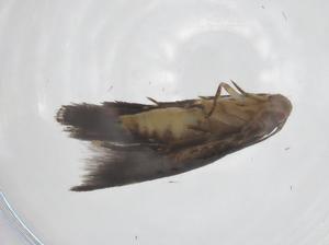  (ereMalaise01 Malaise6843 - CBG-A62342-E12)  @11 [ ] CreativeCommons - Attribution Share - Alike (2025) Centre for Biodiversity Genomics Centre for Biodiversity Genomics