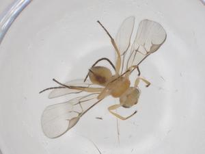  ( - CBG-A62368-E09)  @11 [ ] CreativeCommons - Attribution Share - Alike (2025) Centre for Biodiversity Genomics Centre for Biodiversity Genomics