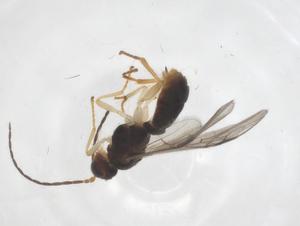  ( - CBG-A62368-G01)  @11 [ ] CreativeCommons - Attribution Share - Alike (2025) Centre for Biodiversity Genomics Centre for Biodiversity Genomics