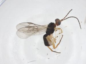  ( - CBG-A62369-D03)  @11 [ ] CreativeCommons - Attribution Share - Alike (2025) Centre for Biodiversity Genomics Centre for Biodiversity Genomics