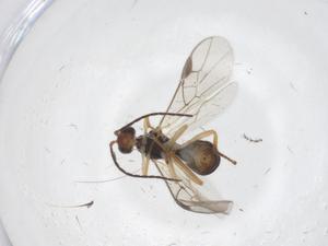  ( - CBG-A62369-F08)  @11 [ ] CreativeCommons - Attribution Share - Alike (2025) Centre for Biodiversity Genomics Centre for Biodiversity Genomics