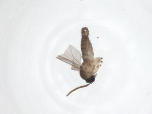  ( - CBG-A62420-A04)  @11 [ ] CreativeCommons - Attribution Share - Alike (2025) Centre for Biodiversity Genomics Centre for Biodiversity Genomics